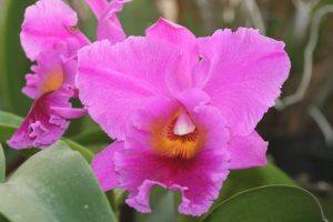 Blc Bryce canyon x Amy Warasugi 