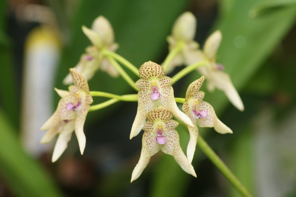 bulbophyllum-guttulatum-1