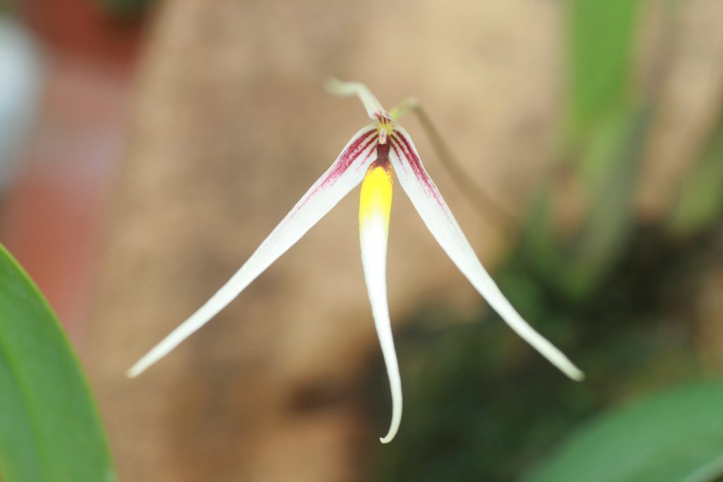 bulbophyllum-speciosum-3