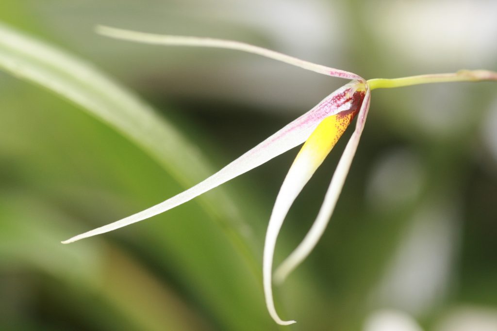 bulbophyllum-speciosum-4