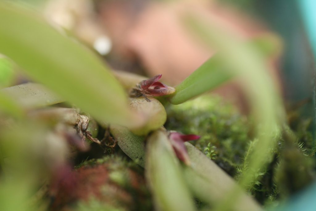 bulbophyllum-tortuosum-1