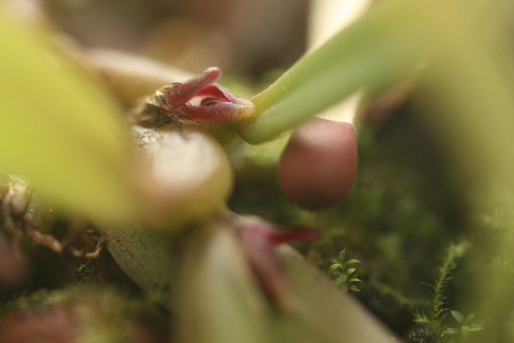 bulbophyllum-tortuosum-4