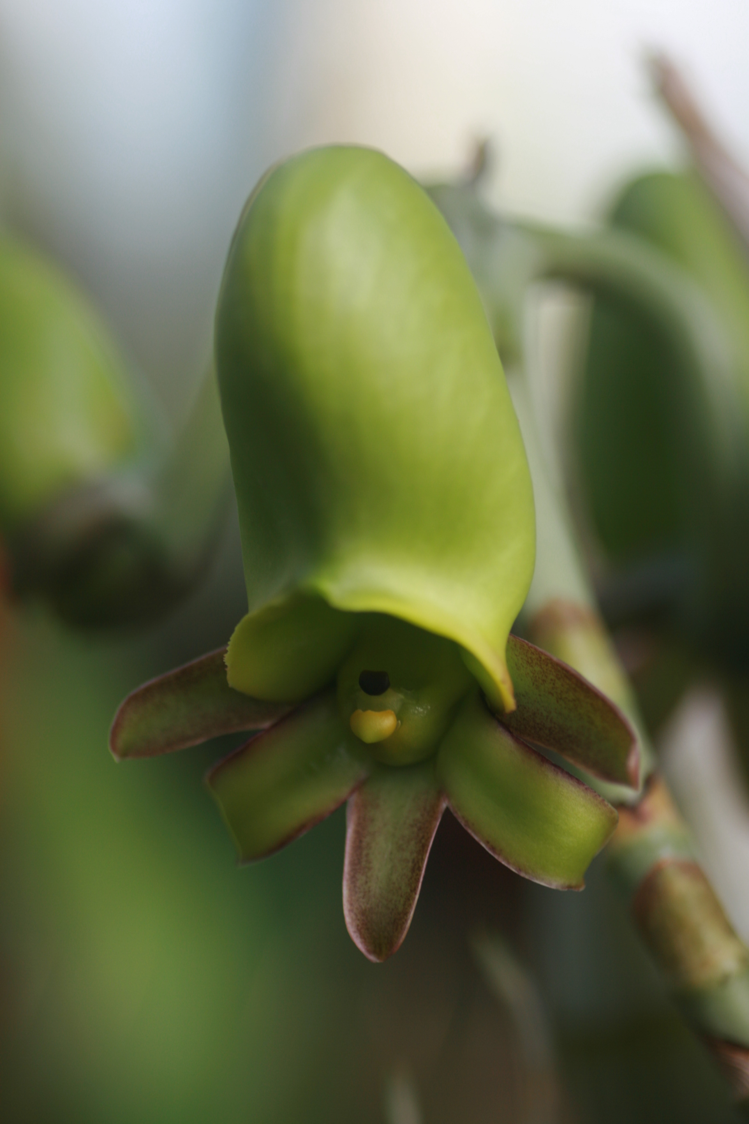 Catasetum Incurvum Elite Orchids