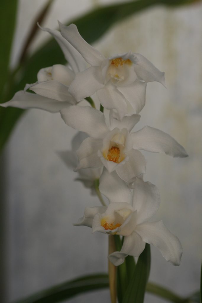 coelogyne-mooreana