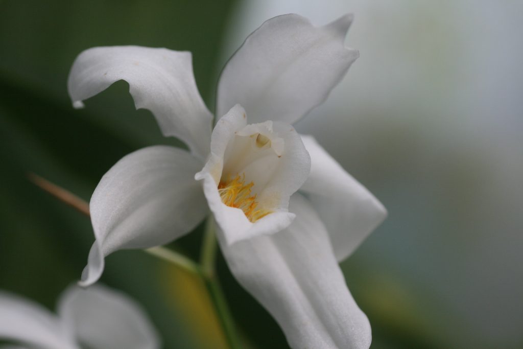 coelogyne-mooreana-2