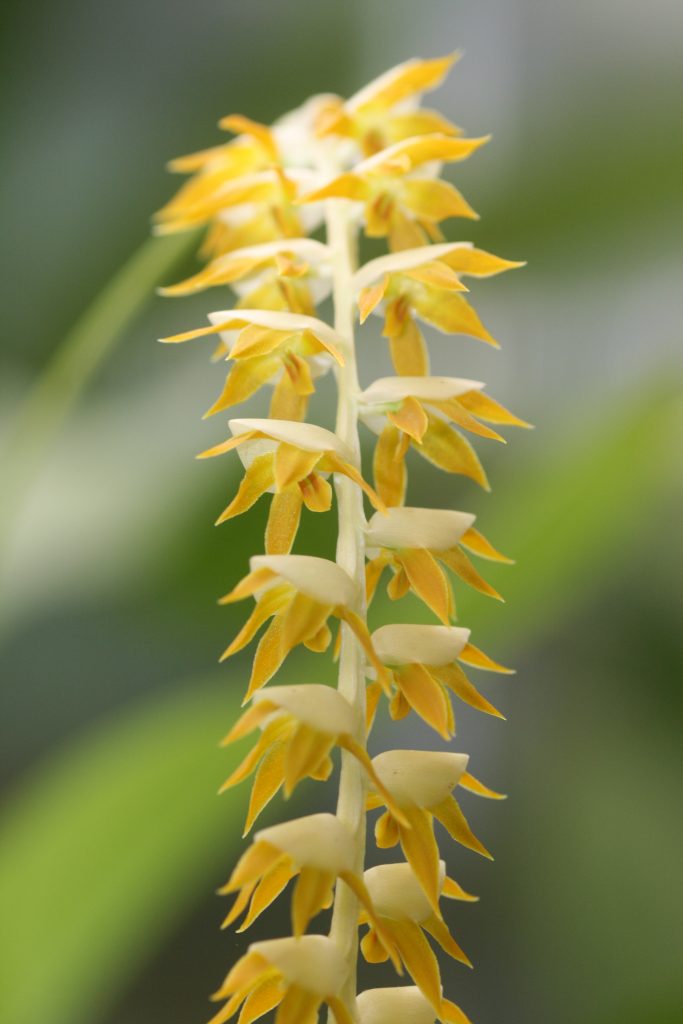 dendrochilum-magnum-2