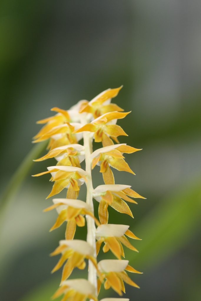 dendrochilum-magnum-3