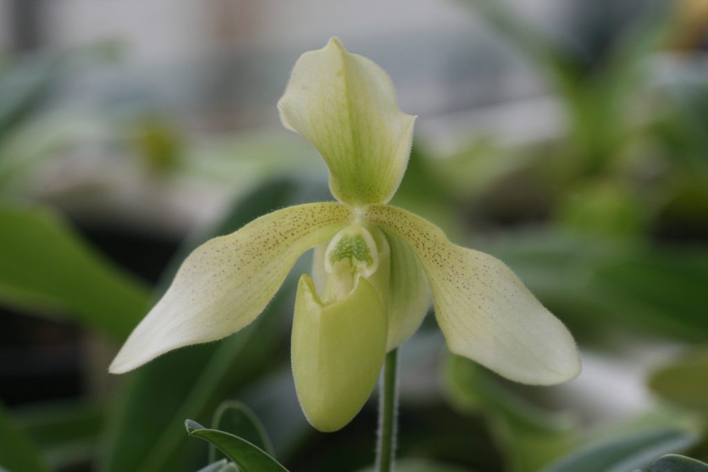 paphiopedilum-haynaldianum-album-x-p-niveum-album-2