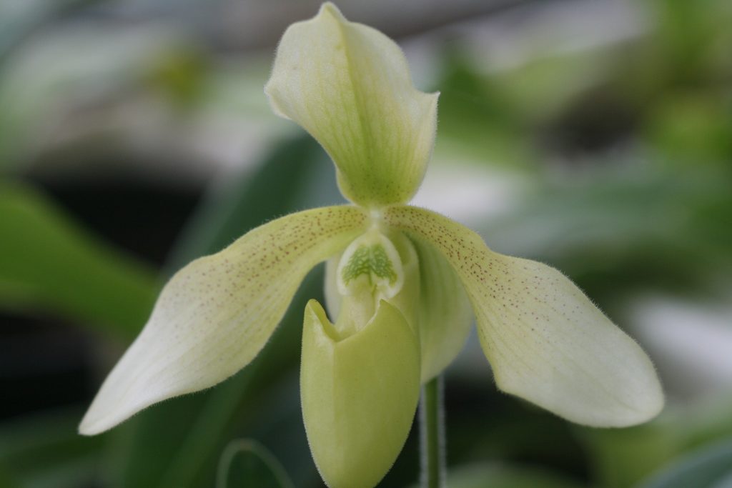 paphiopedilum-haynaldianum-album-x-p-niveum-album-3