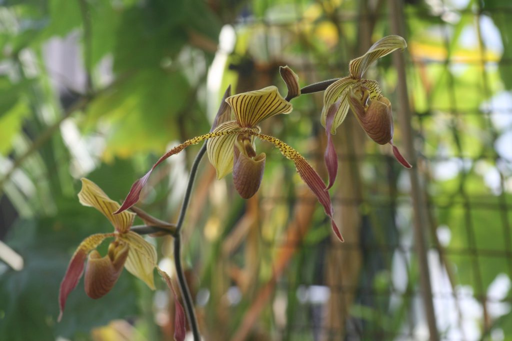 paphiopedilum-julius-lowii-x-rothschildianum-rc