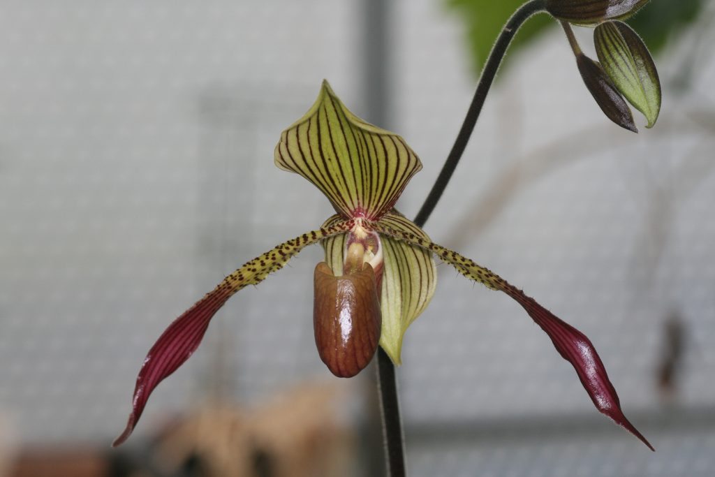 paphiopedilum-julius-lowii-x-rothschildianum-rc-2