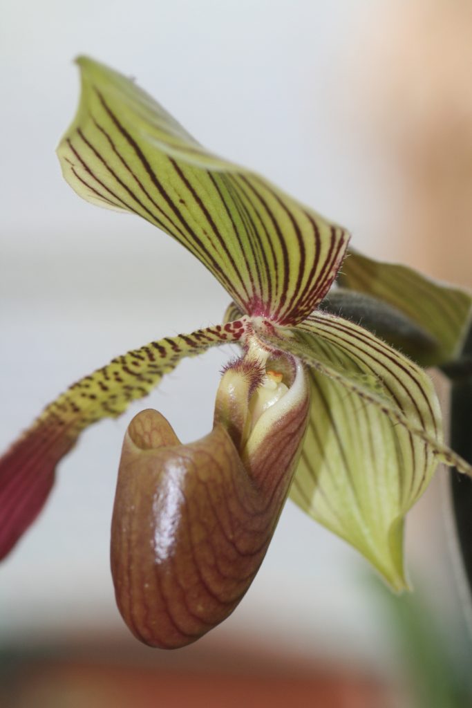 paphiopedilum-julius-lowii-x-rothschildianum-rc-3