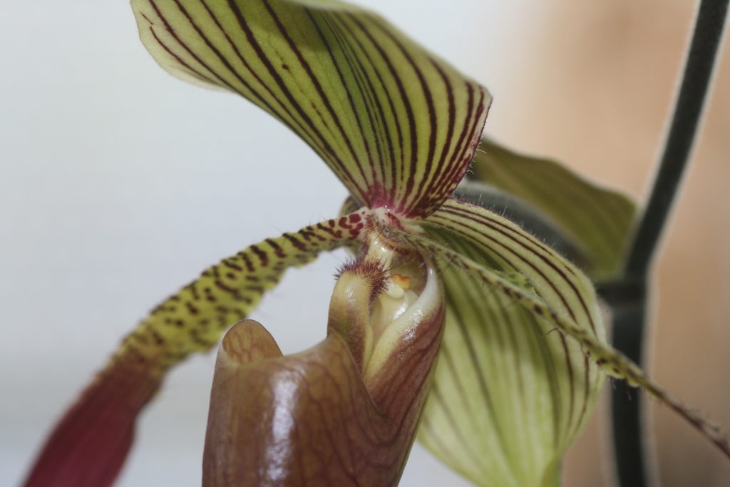 paphiopedilum-julius-lowii-x-rothschildianum-rc-4