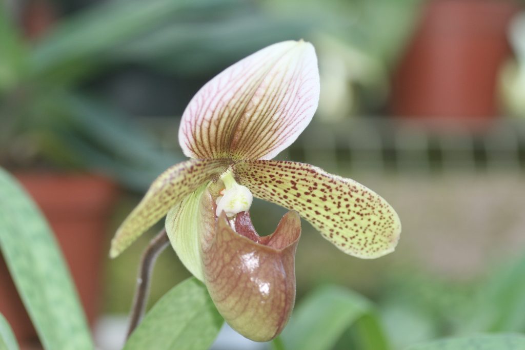 paphiopedilum-sue-worth-sukhakulii-x-charlesworthii-2