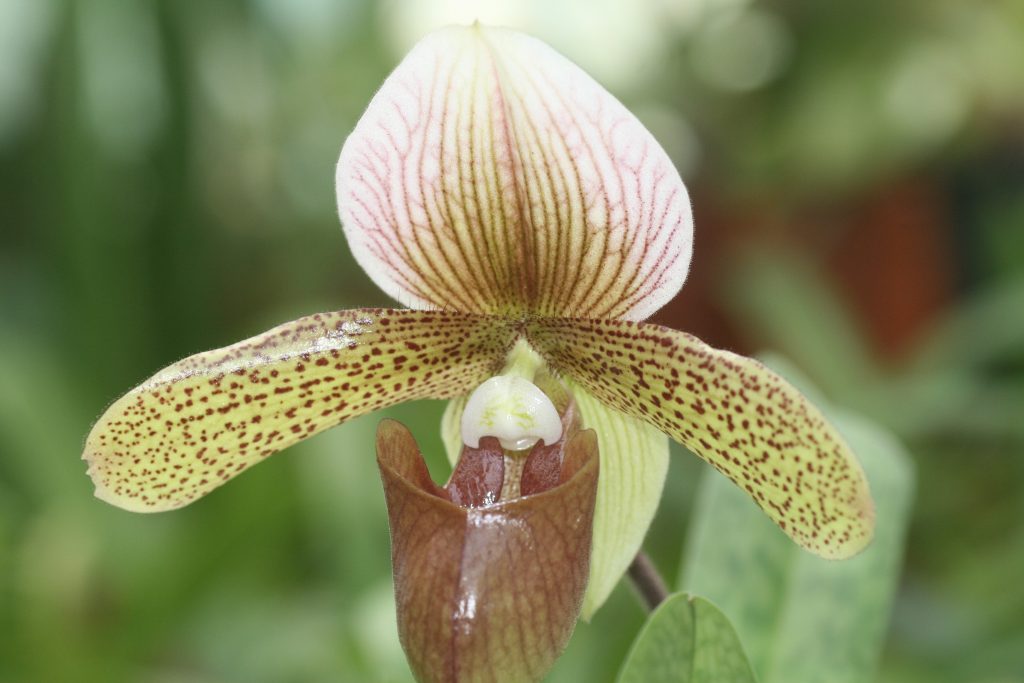 paphiopedilum-sue-worth-sukhakulii-x-charlesworthii-3