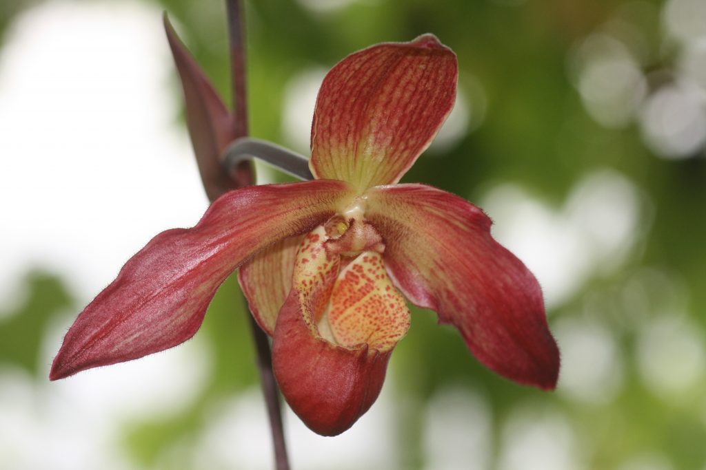phragmipedium-bel-royal-memoria-dick-clements-x-sorcerers-apprentice-1