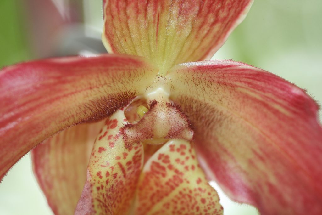phragmipedium-bel-royal-memoria-dick-clements-x-sorcerers-apprentice-4