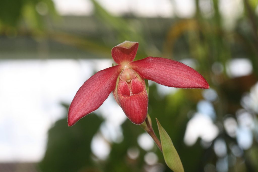 phragmipedium-memoria-dick-clements-besseae-wings-of-fire-x-sargentianum-1