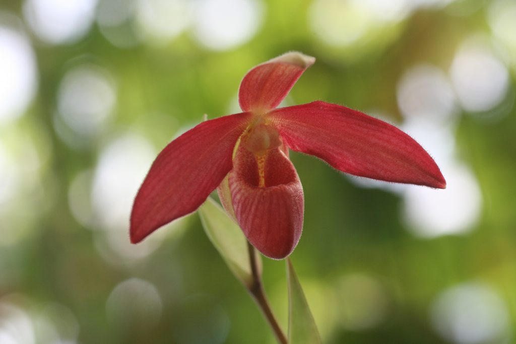 phragmipedium-memoria-dick-clements-besseae-wings-of-fire-x-sargentianum-2