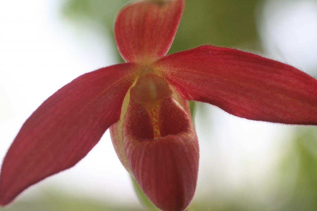 phragmipedium-memoria-dick-clements-besseae-wings-of-fire-x-sargentianum-4