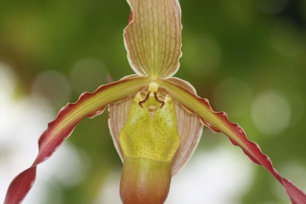 phragmipedium-umbriel-redwing-sargentianum-x-grande-2