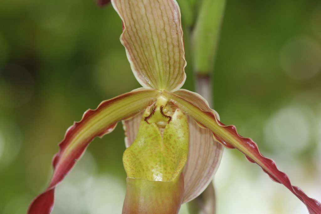 phragmipedium-umbriel-redwing-sargentianum-x-grande-3