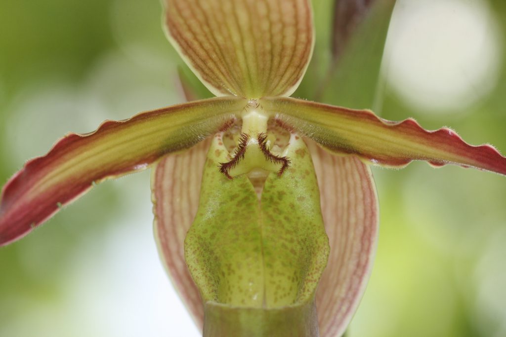 phragmipedium-umbriel-redwing-sargentianum-x-grande-4