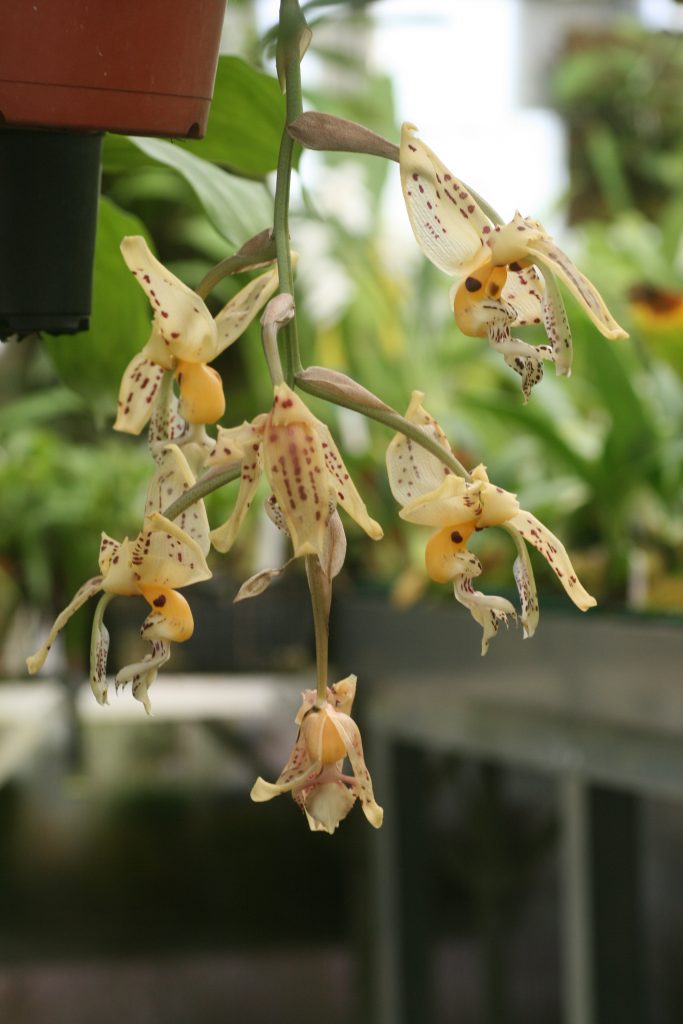 stanhopea-frymirei-1