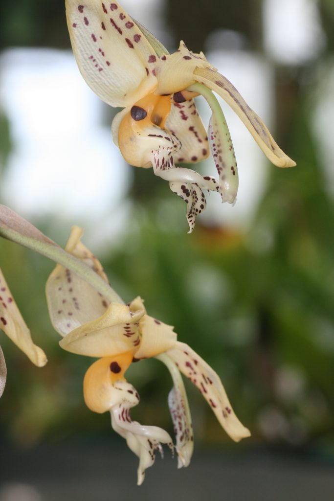 stanhopea-frymirei-3