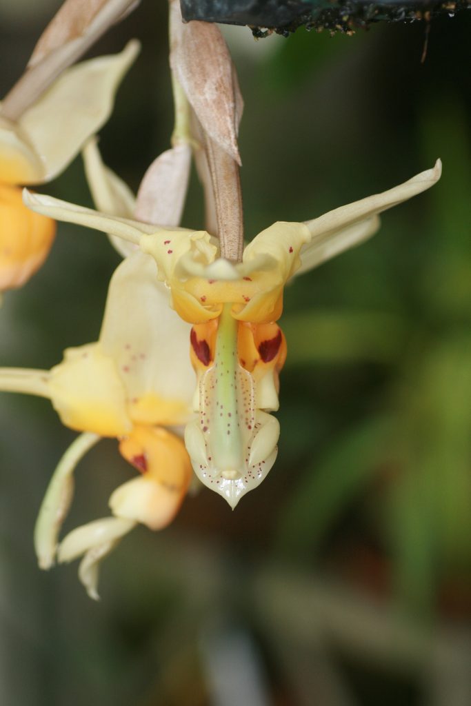 stanhopea-impressa-2