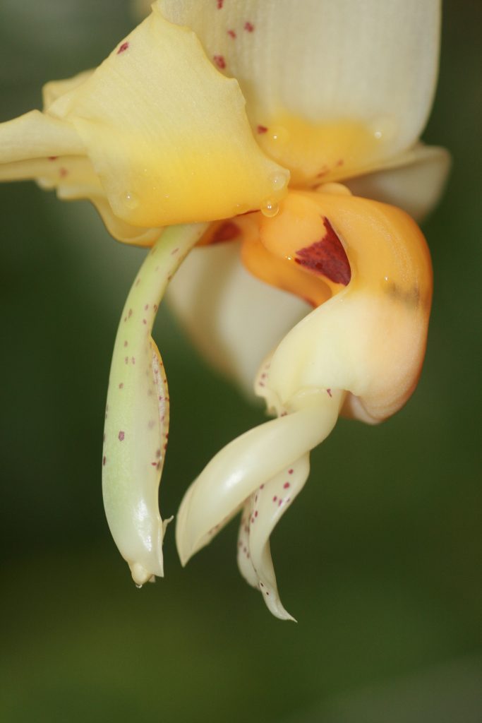 stanhopea-impressa-4