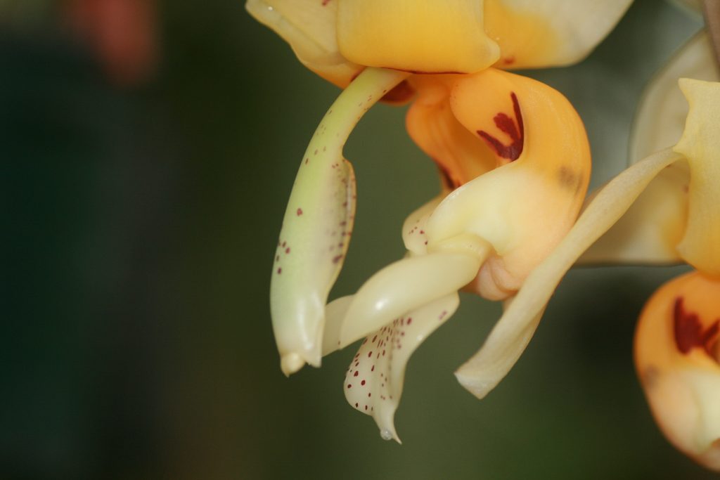 stanhopea-impressa-5