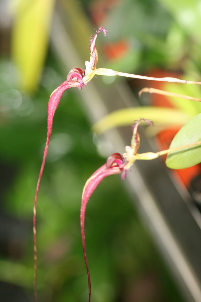 bulbophyllum-fascinator-x-putidum-b141-1