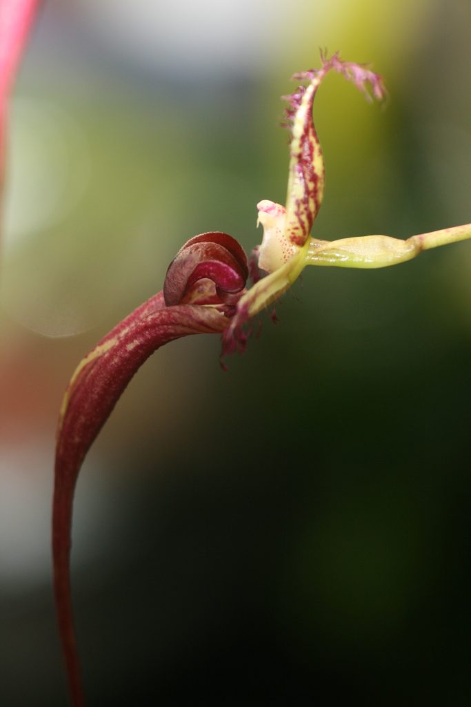 bulbophyllum-fascinator-x-putidum-b141-2