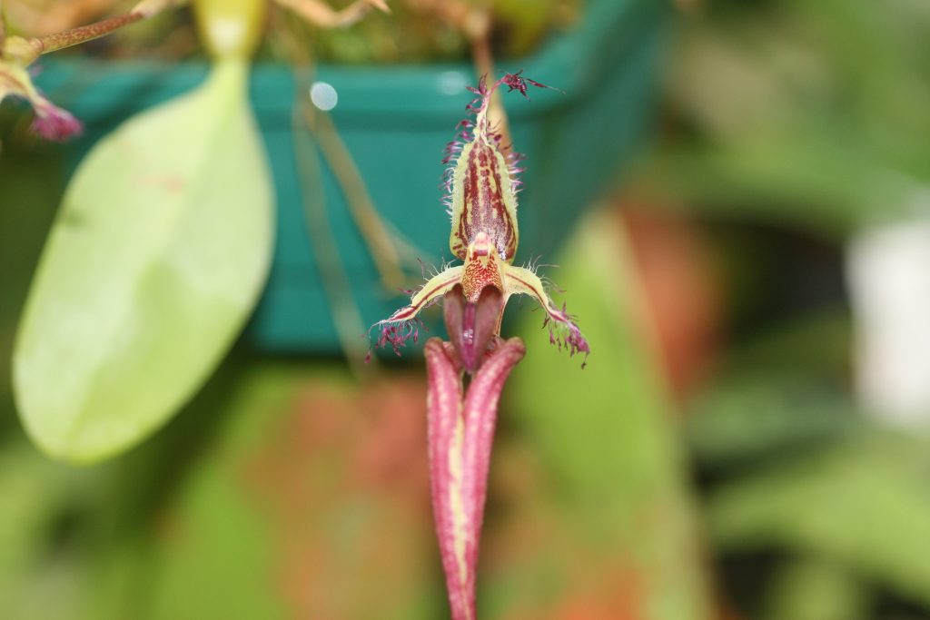 bulbophyllum-fascinator-x-putidum-b141-3