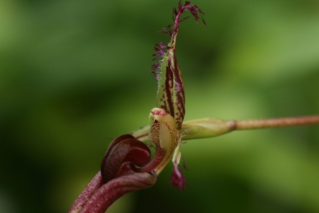 bulbophyllum-fascinator-x-putidum-b141-4