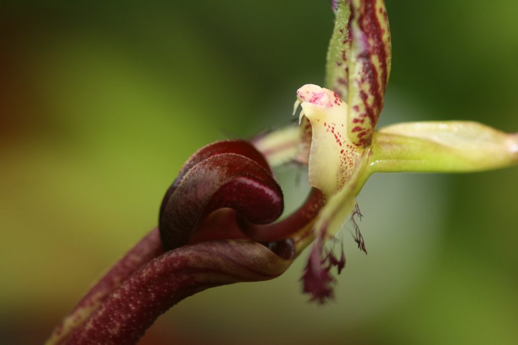 bulbophyllum-fascinator-x-putidum-b141-5