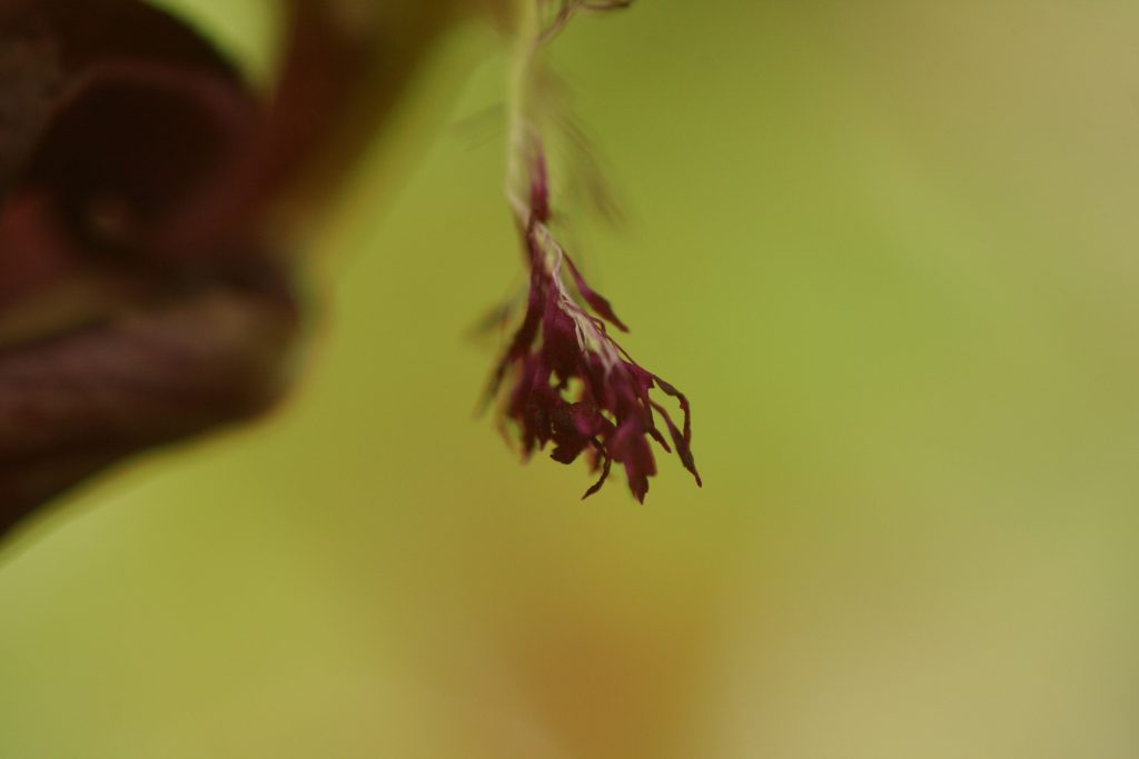 bulbophyllum-fascinator-x-putidum-b141-7