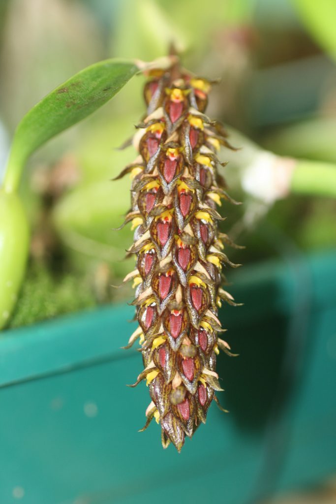 bulbophyllum-propinquum-1