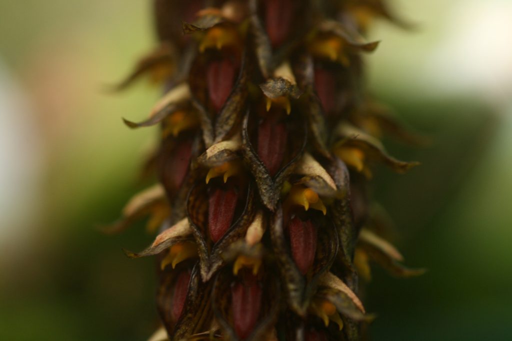 bulbophyllum-propinquum-3