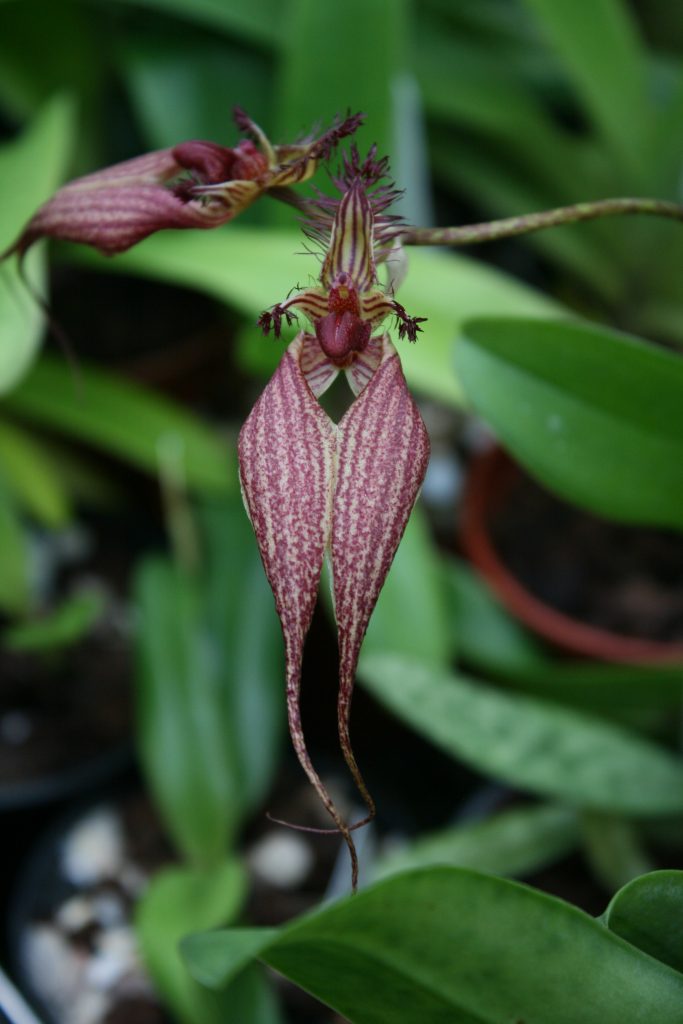 bulbophyllum-rothschildianum-lb-1