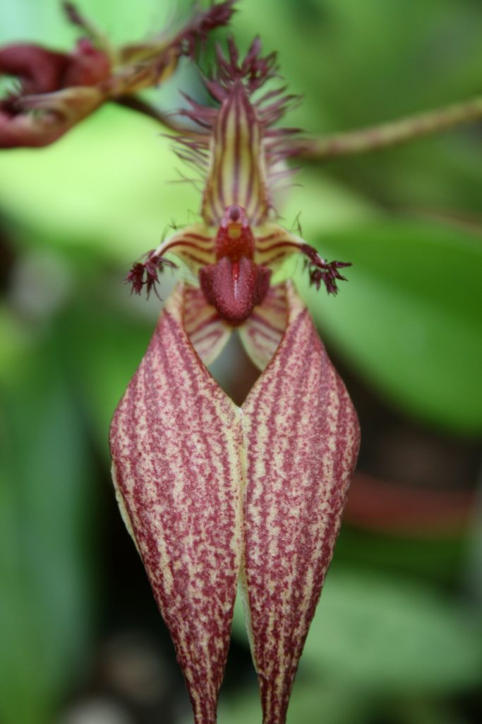 bulbophyllum-rothschildianum-lb-2