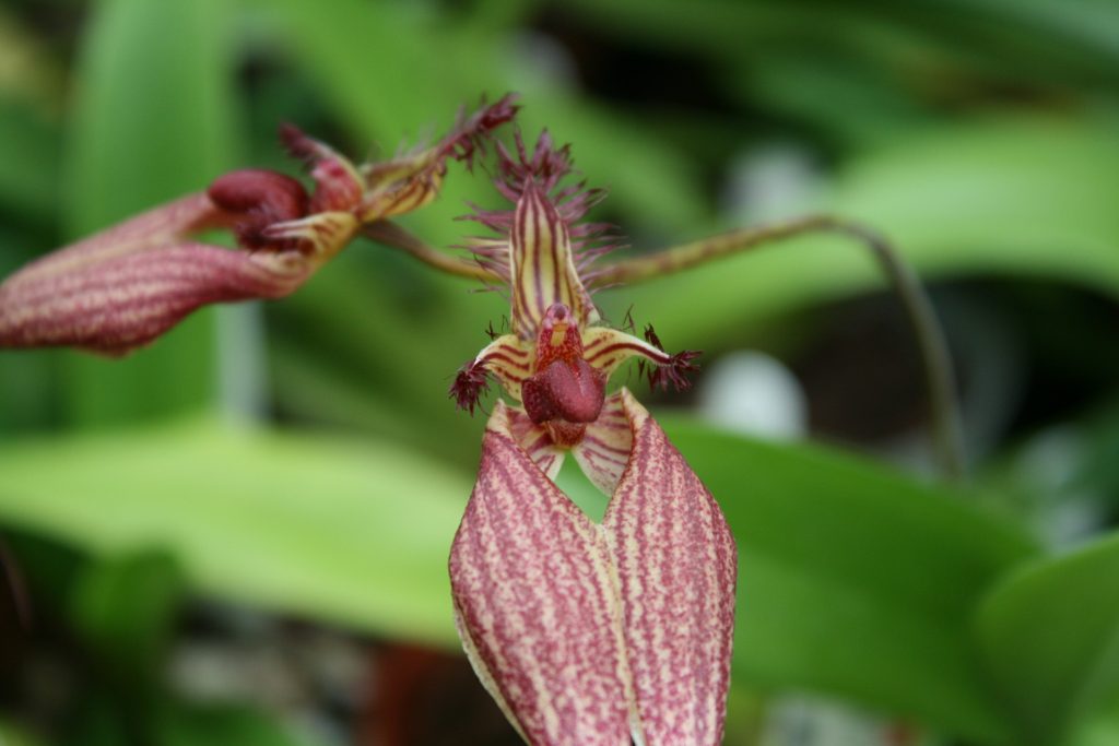 bulbophyllum-rothschildianum-lb-3