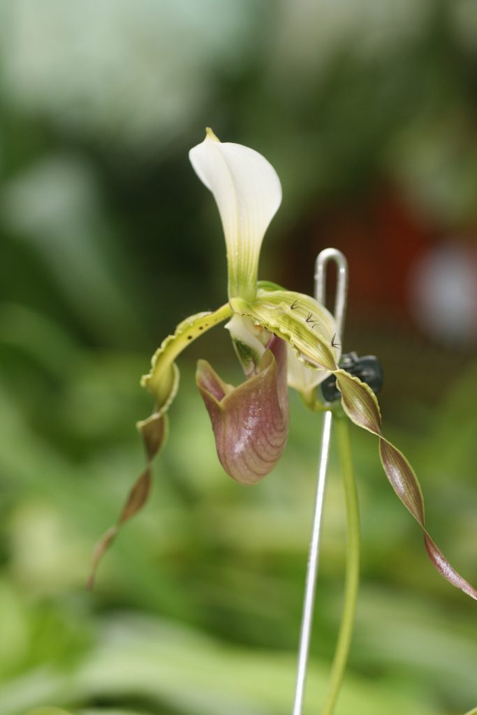 paphiopedilum-dianthum-x-sib-x-green-giant-hcc-aos-x-album-albino-beauty-1