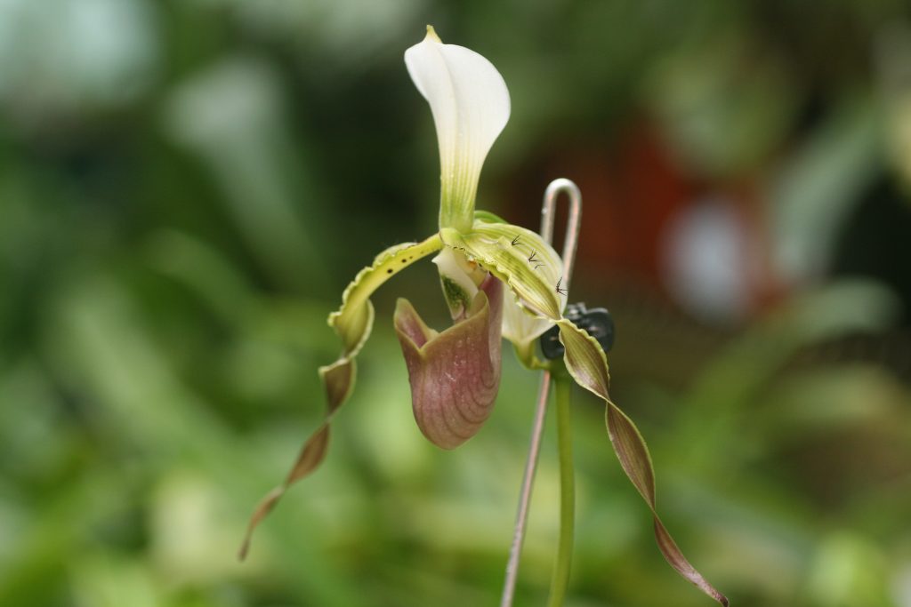 paphiopedilum-dianthum-x-sib-x-green-giant-hcc-aos-x-album-albino-beauty-3