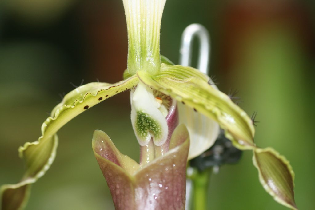 paphiopedilum-dianthum-x-sib-x-green-giant-hcc-aos-x-album-albino-beauty-7