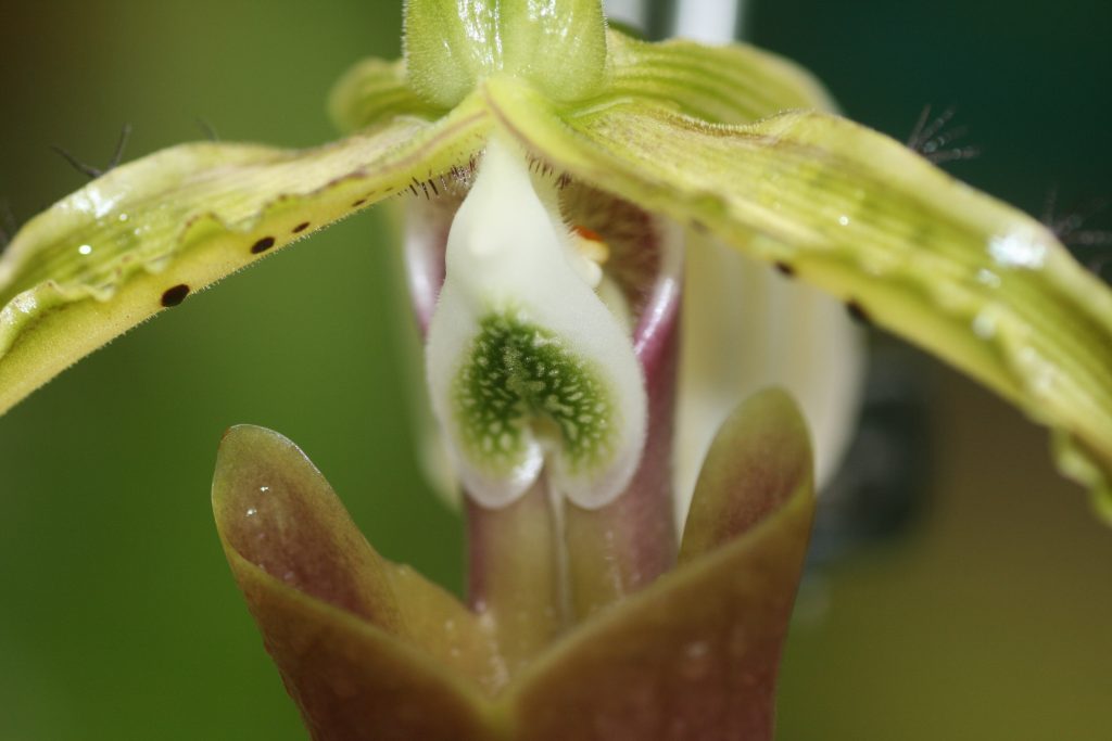 paphiopedilum-dianthum-x-sib-x-green-giant-hcc-aos-x-album-albino-beauty-8