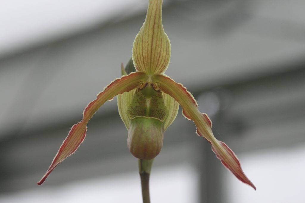phragmipedium-patti-machale-green-gem-00404sargentianum-x-pearcei-1