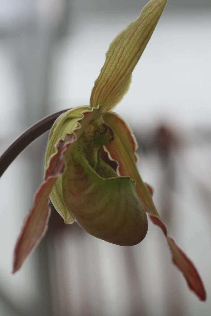 phragmipedium-patti-machale-green-gem-00404sargentianum-x-pearcei-2