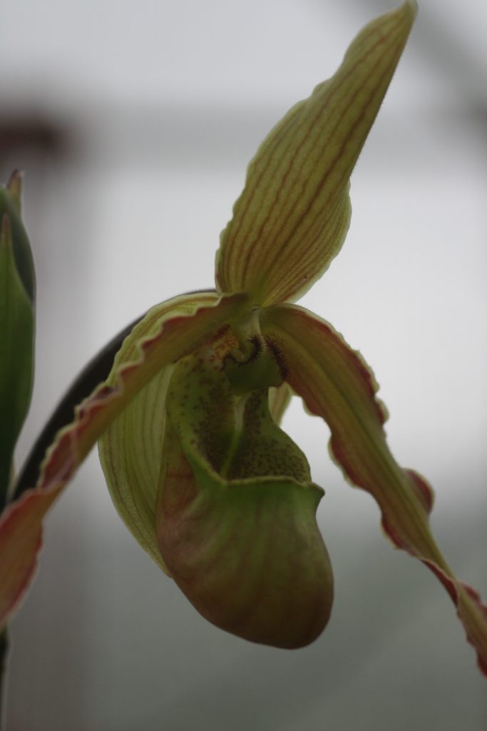 phragmipedium-patti-machale-green-gem-00404sargentianum-x-pearcei-3
